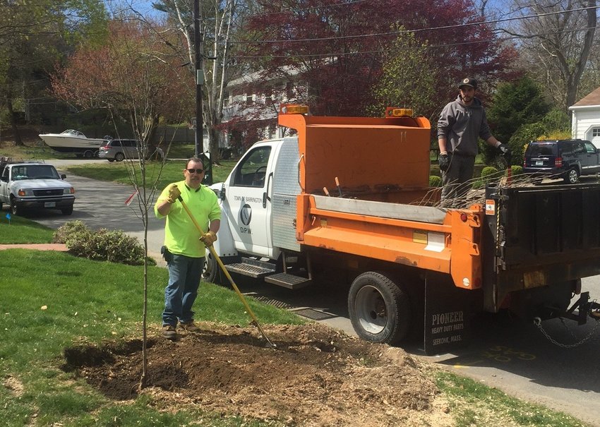 DPW workers plant a tree a few years back. Members of the town council have been offering updates about how many trees the town plants each month, compared to how many they cut down.