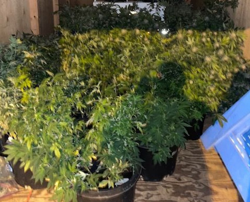 Police provided this photograph of some of the marijuana plants allegedly seized in the raid of a Market Street apartment Friday evening.