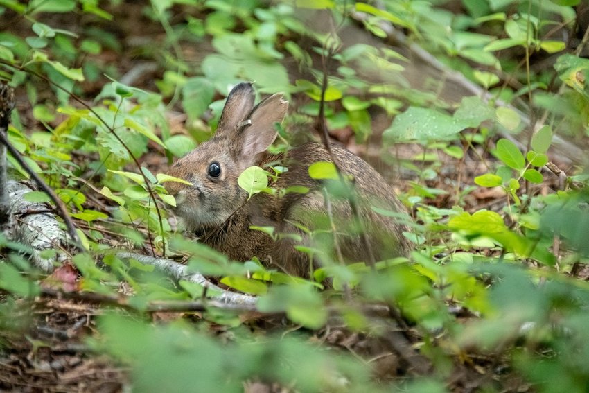 Example of a New England cottontail rabbit, a candidate species for Federal Endangered Species protection.