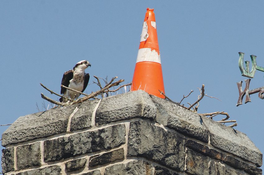 As seen a week ago, the osprey have ignored DEM eviction efforts and have learned to live with their large, orange, uninvited guest atop the chimney of the historic Colt Park barn.