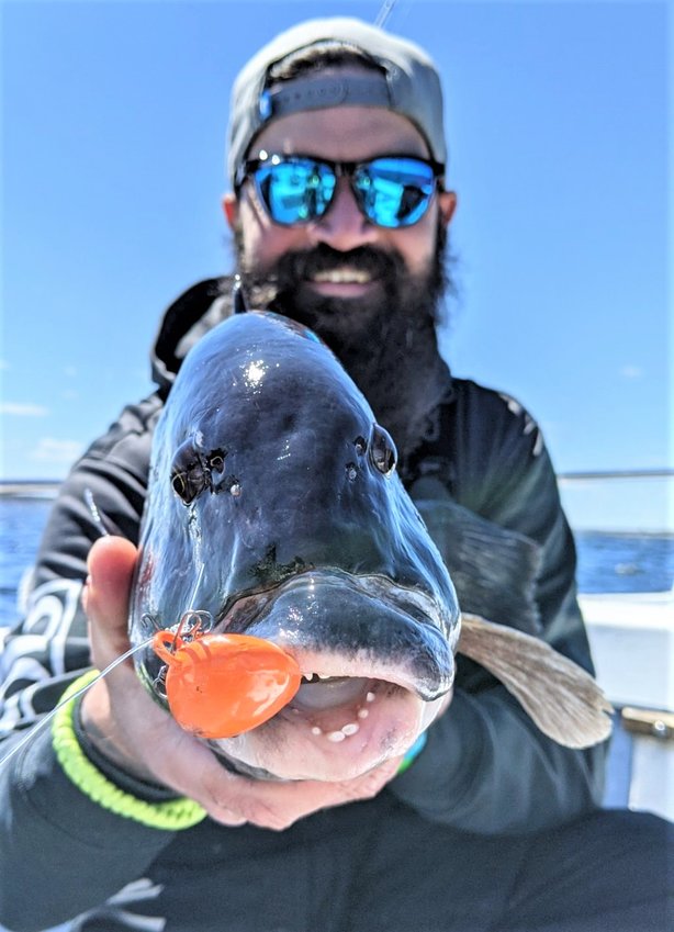 Tautog bite amps up: Jeff Sullivan of Bristol with a 10 pound tautog he caught off Bristol. The tautog bite this spring has been outstanding.