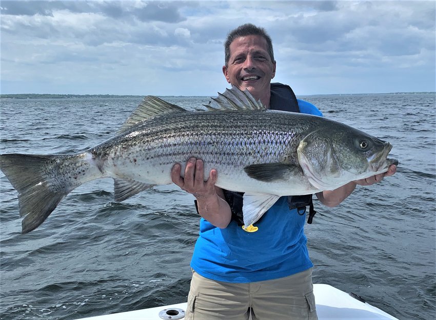 Big bass bite: Paul Criscione of Cranston, RI with the 44&rdquo;, 35 pound striped bass he caught with Doug and Carol LaFrance live lining Atlantic menhaden (pogies) off Prudence Island.
