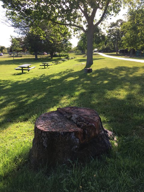 One of the stumps remaining after the town cut down a few dozen trees near the multipurpose sports fields and Bristol Town Beach.