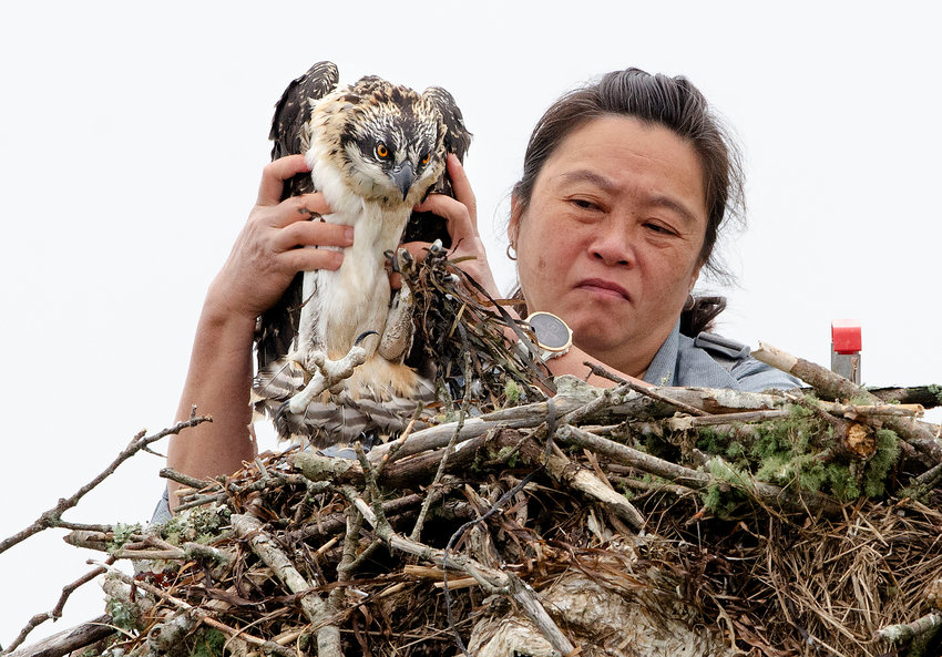 Tih-Fen Ting wrests a male fledgling from its nest on he East Branch of the Westport River. A team including members of the Mass. Audubon and it's volunteers captured twelve&nbsp;fledglings for the state of Illinois Osprey Recovery Project on Tuesday morning, July 13.
