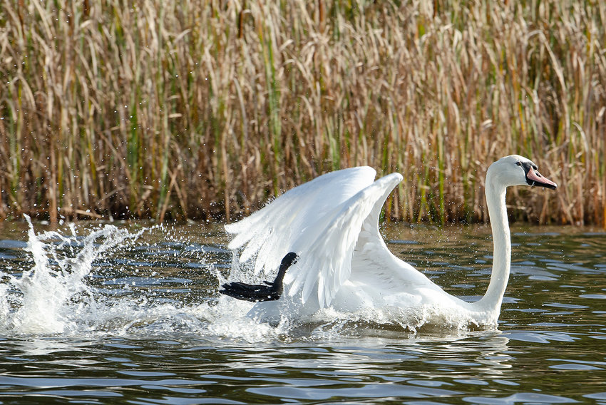 A mute swan swims along the north shore of Briggs Marsh early Wednesday morning.