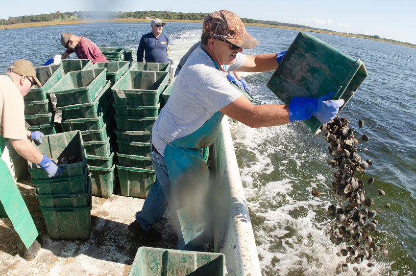 Westport fisherman Paul Leuvelink (right) dumps a half bushel of quahogs into the East Branch of the Westport River Friday afternoon.&nbsp;In all, he and other helpers deposited 71 bushels of necks.