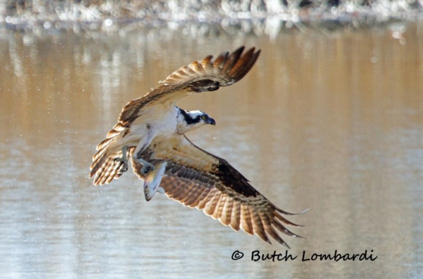 An event held at the Audubon Nature Center on April 24 will feature a photography series that explores the life cycle and habitat of the osprey.