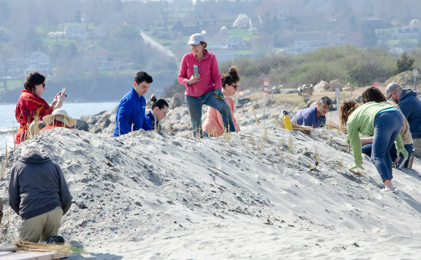 Wenley Ferguson of Save the Bay (middle) oversees beach grass planting at Fogland Beach last Friday.&nbsp;