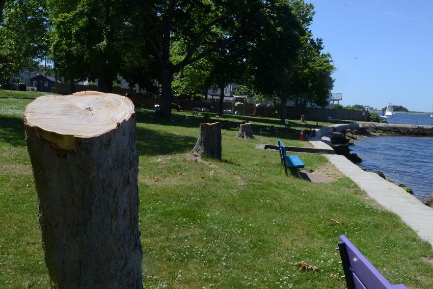 The trees at the south end of the Town Beach were removed recently, with safety concerns cited as the reasoning.