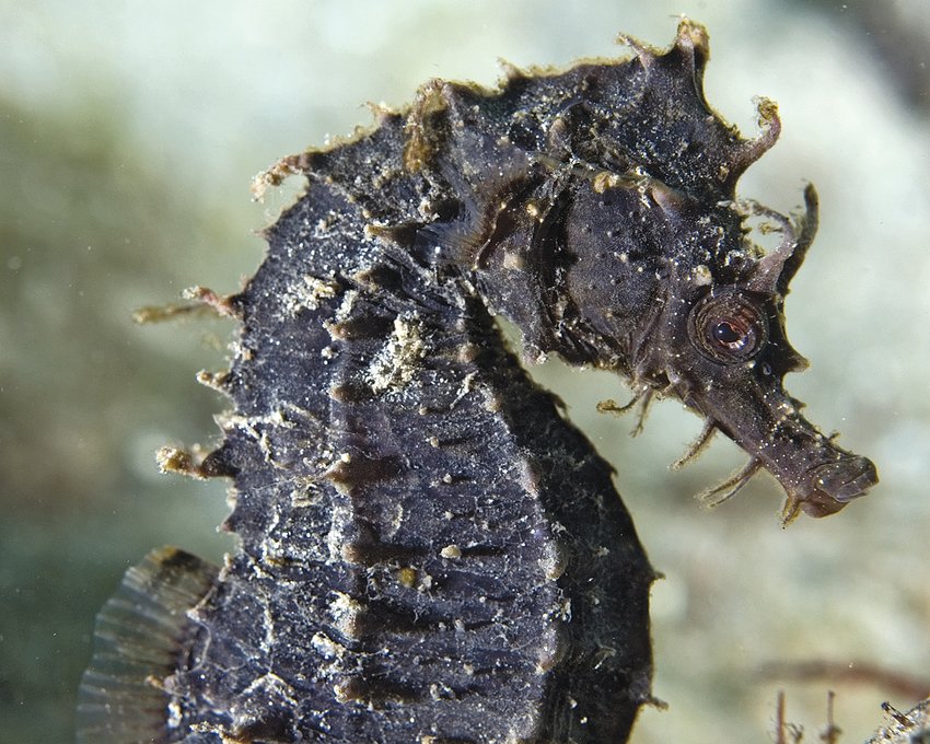 Seahorse or Sea Dragon, Lined Seahorse-Hippocampus Erectus