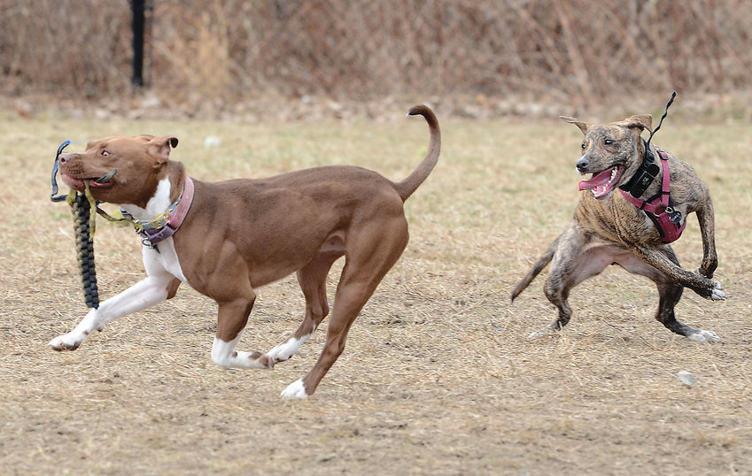 Cora, a pit bull mix, and Carly, a plott hound, run and play at the Portsmouth Dog Park, which will double in size and feature trails, lighting and additional parking under a plan approved by the Town Council. (File photo)