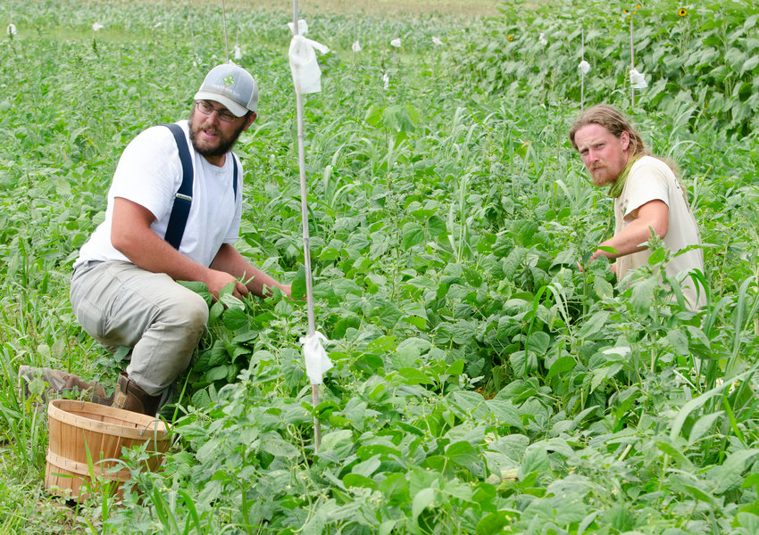 Andrew Orr and employee Nikolaj Peltier pick green beans in their field off Adamsville Road in Westport.