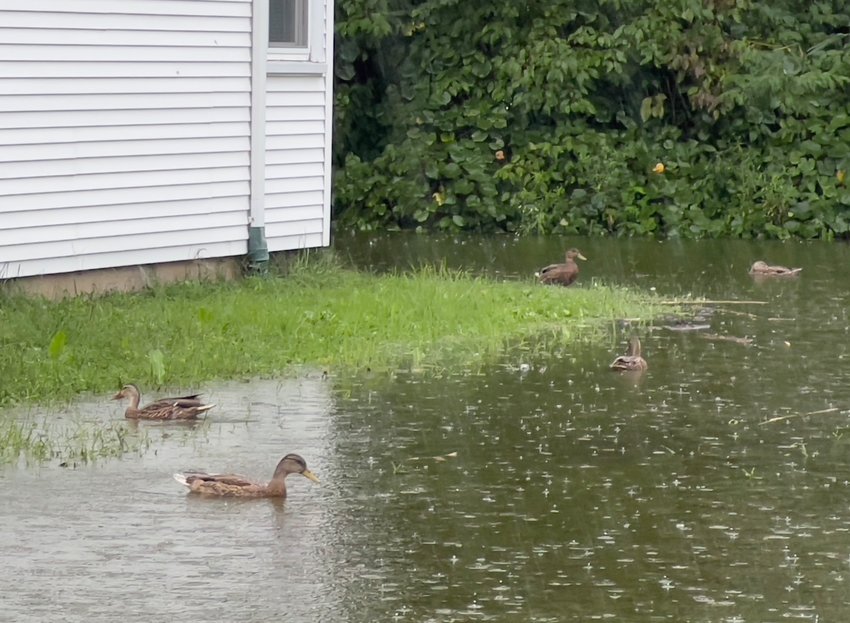 Ducks enjoy an impromptu pond created by the torrential rains Monday and Tuesday, Sept. 5 and 6, on the side of an Abbott Street residence in East Providence.