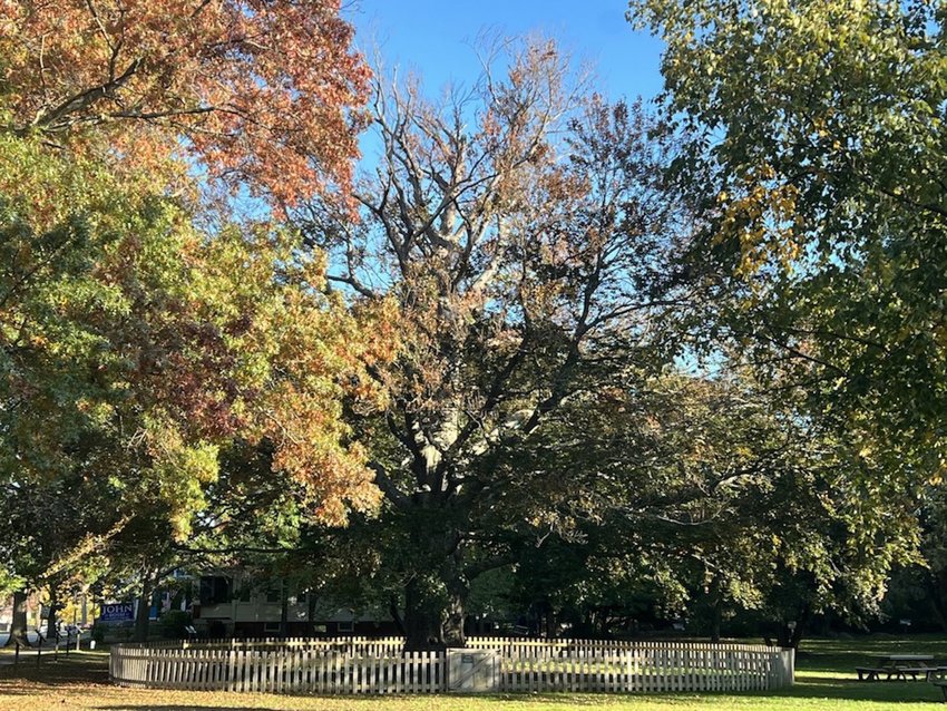 Views of the Beech Tree on the grounds of the Weaver Library advocates said could have been saved from harm if a forester was in place.
