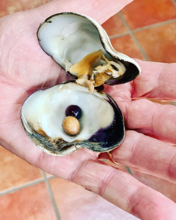 Local resident Karl Rohrman found these two pearls when steaming some quahogs for chowder.