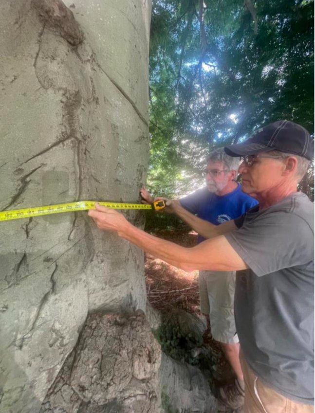 Town Councilman Brandt Heckert, with Chuck Staton, chair of the town&rsquo;s tree commission, measure a behemoth cut leaf beech tree at Heckert&rsquo;s State Street property. It measures 204 inches in circumference.