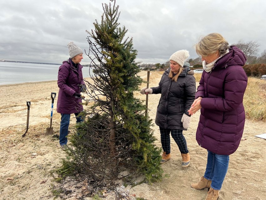 Barrington Lions Club members (from left to right) Doreen Burgers, Cat Horn and Michaela Keohane inspect the burned tree at Barrington Beach.