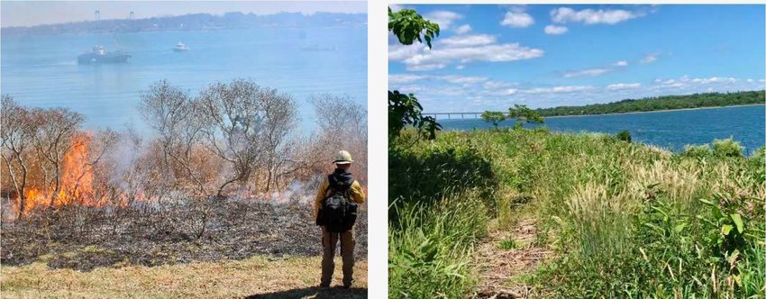 According to the R.I. Department of Environmental Management, since the state conducted a prescribed burn on Dutch Island in March 2022 (left), native grasses and milkweeds favored by pollinators (right) have replaced the tangle of invasive plants &mdash; such as autumn olive, honeysuckle, and bittersweet &mdash; that once dominated the habitat.