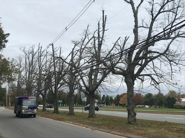 These trees near the entrance to Roger Williams University, shown before they were removed last week, were planted in the 19th century by the original landowner, Dr. Herbert Howe.