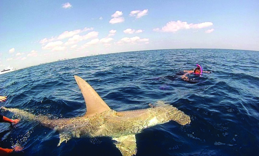 Christine de Silva takes photos of a hammerhead shark as it is released during an expedition in Biscayne Bay while a student at the University of Miami. (Photo courtesy of Christine de Silva)