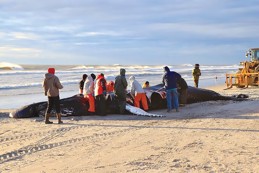 Researchers perform a necropsy (autopsy) in Brigantine, N.J., on a female humpback whale Jan. 15, 2023. Photo by Michael McKenna of the Marine Mammal Stranding Center.