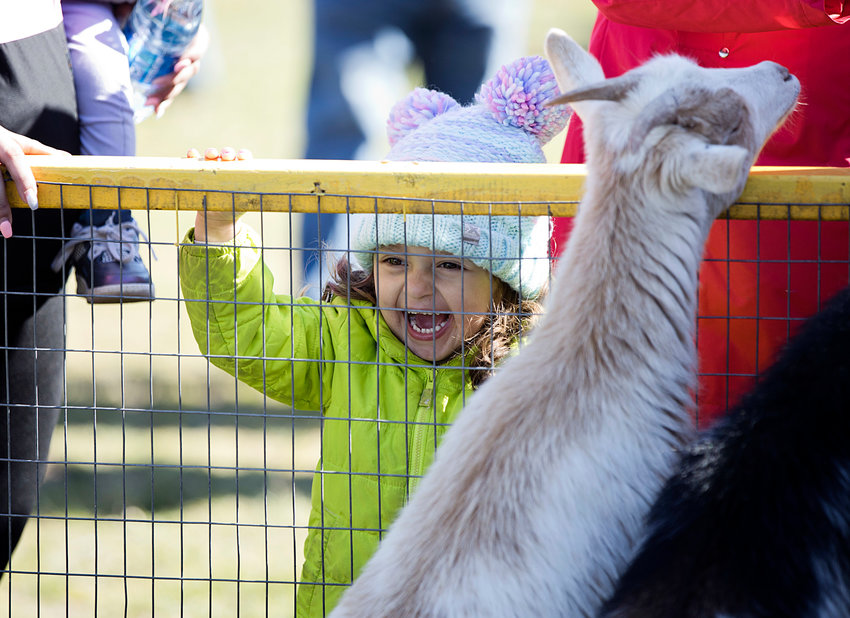 Juliet Vazquez is entertained by the baby animals from &quot;Records and Burpee Traveling Children's Zoo&quot; while waiting to hunt for eggs at Burrs Hill, Saturday.