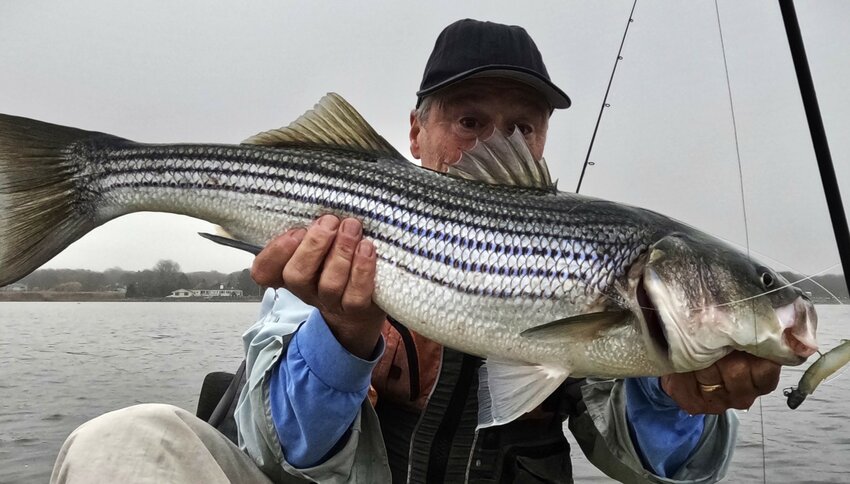 Rick Wise of Wakefield with a striped bass he caught this week in Salt Pond using a white soft plastic lure.