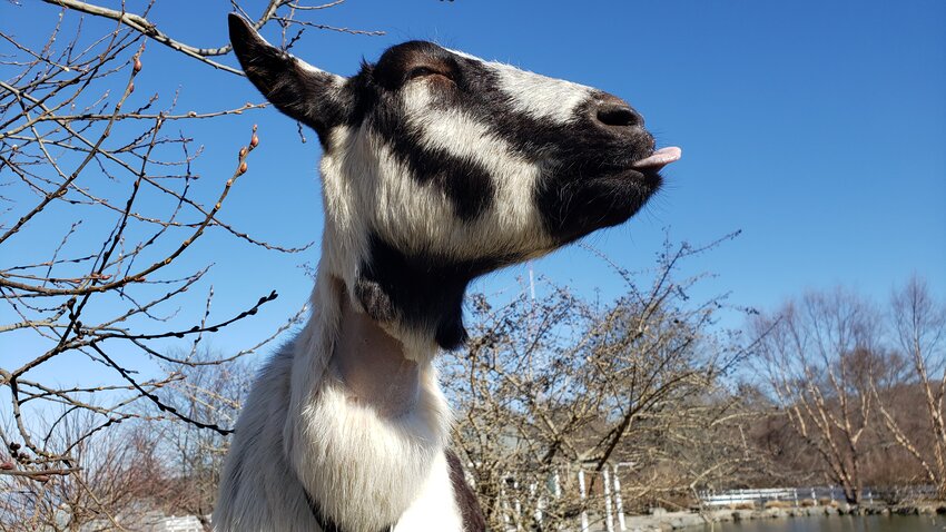 Maggie the Goat in her prime, at the West Place Animal Sanctuary in Tiverton.