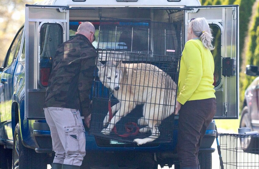 RISPCA officials with a husky seized from an unlicensed rescue in Tiverton Wednesday afternoon.