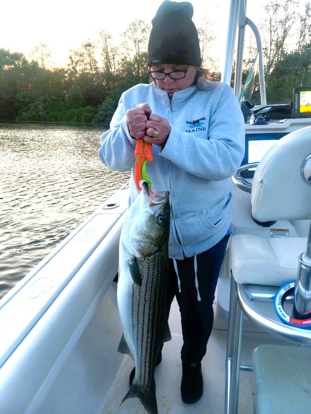 Rhonda Swain with striped bass she caught when fishing with her husband Mike live lining Atlantic menhaden at night in Bristol Harbor.
