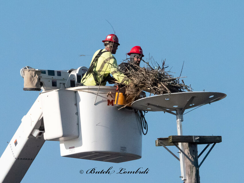 Workers carefully transport the nest onto the platform they had rigged onto a pole that originally held the nest.