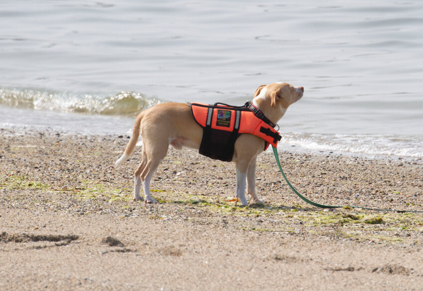 A dog wearing a life vest stands on Barrington Beach looking out toward the water. Dogs are not allowed on the section of the beach that runs from Water Way east to Beach Road.