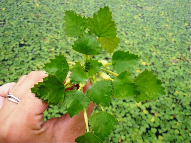 A water chestnut plant.