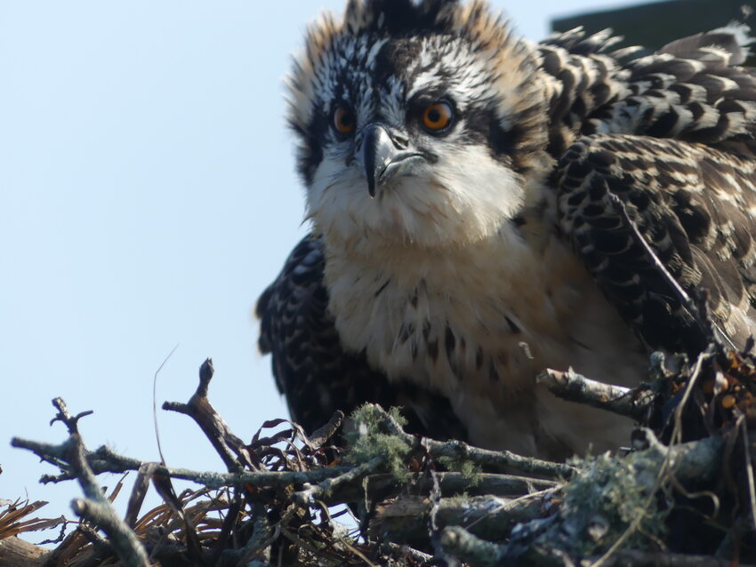 An osprey chick keeps an eye out for Audubon volunteers as they approach Friday morning.