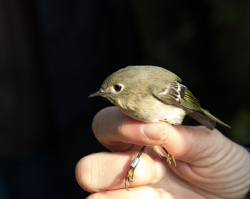 Ruby-crowned Kinglet banded by Audubon