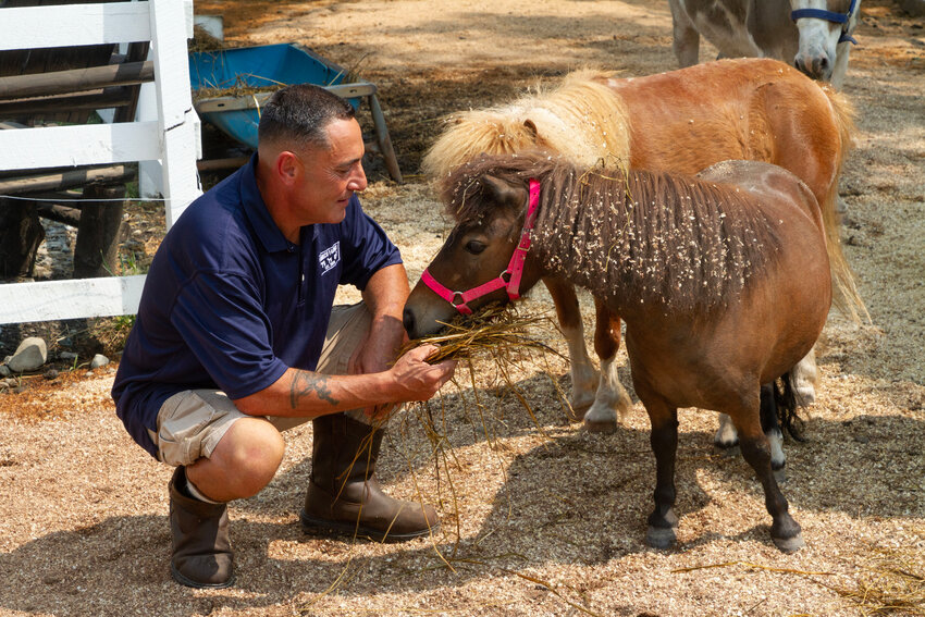 Arthur Franco feeds his two mini ponies, Petunia and Spirit, a mother-daughter pair that have grown very fond of him.