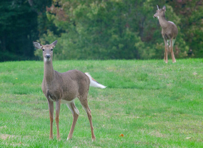 Deer seen at Colt State Park last year. There booming numbers has necessitated action from the Town Council to allow limited bow hunting on some town-owned properties.