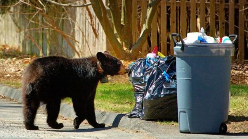 A file photo of a bear spotted in the region, taken by state wildlife officials.