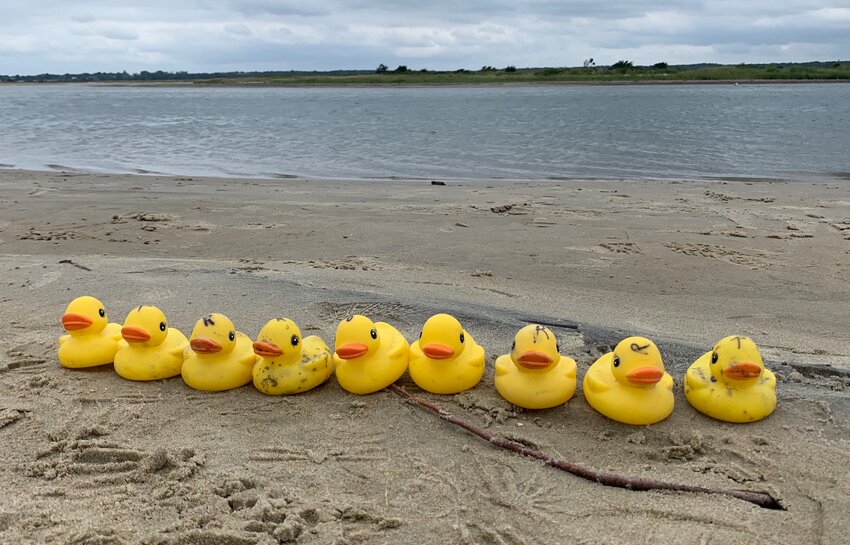 Ducks lined up in a row prior to the start of last year's Duck Derby at Allens Pond.