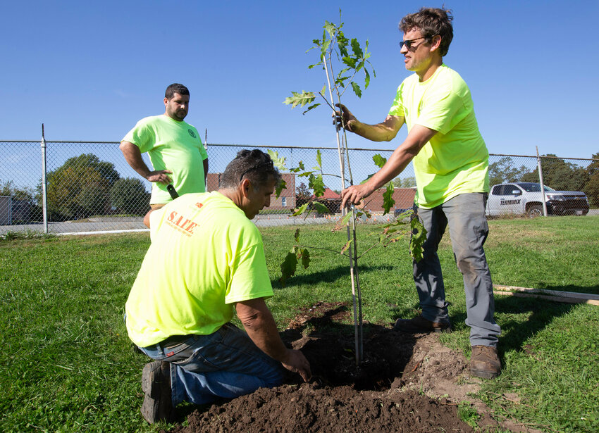 Warren DPW workers from left, Vinnie Arrenegado, Mario Canario and Nick Noyes plant a Trident Maple tree at Veterans Field on Friday.
