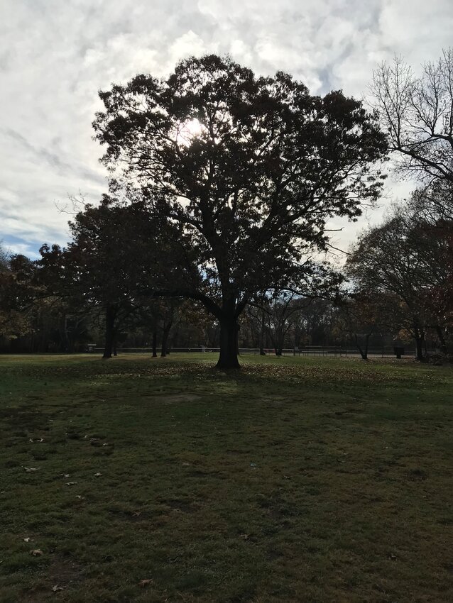 During the recent Park and Recreation Commission meeting, one resident asked if there was any way the town could alter the Haines Park field plan in order to preserve a large oak tree (shown) located near the parking lot.