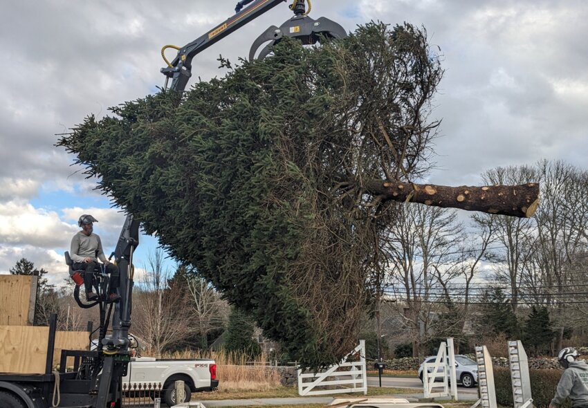 Eric Whipple of Whipple Tree Experts guides Ray Elias&rsquo;s large spruce tree off a trailer and onto the front lawn of the Westport Land Conservation Trust&rsquo;s Kirby House on Adamsville Road.
