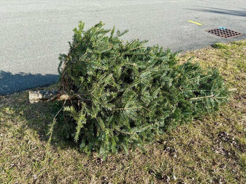 Trees must be totally stripped of all decorations and tinsel and left by the curbside.