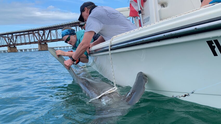 Researchers from U. Mass Amherst placed acoustic tags on Hammerhead Sharks and Tarpon as part of their shark depredation study.