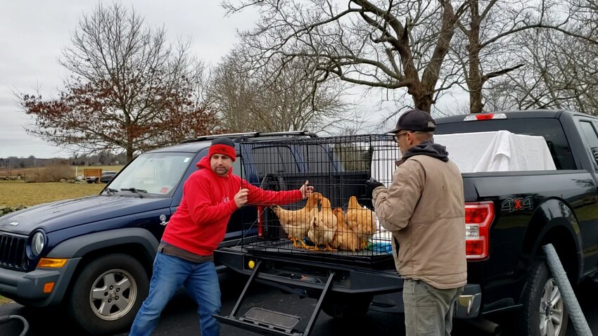 Patrick Cole, left, and Lars Krahl of West Place Animal Sanctuary&nbsp;unload chickens rescued Saturday from a reality show being filmed in Cumberland.