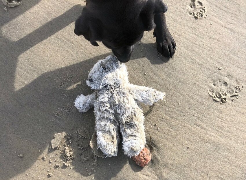 Georgia the black lab sniffs the Teddy Bear found on the beach last Friday.