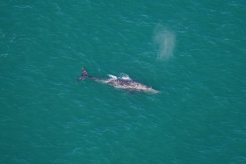 A New England Aquarium team in an aerial survey plane spent about 45 minutes observing and taking photos of this gray whale, which has been extinct in the Atlantic for more than 200 years.