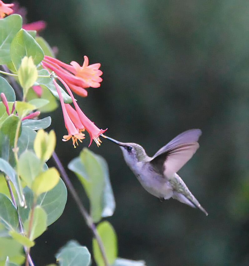 A female ruby-throated hummingbird visits a coral honeysuckle (Lonicera semperverins) in the authors&rsquo; Barrington yard.