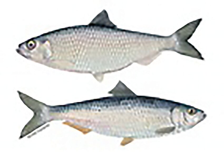 Alewife and Blueback Herring are collectively known as River Herring. Locally many call them &lsquo;buckies&rsquo;.