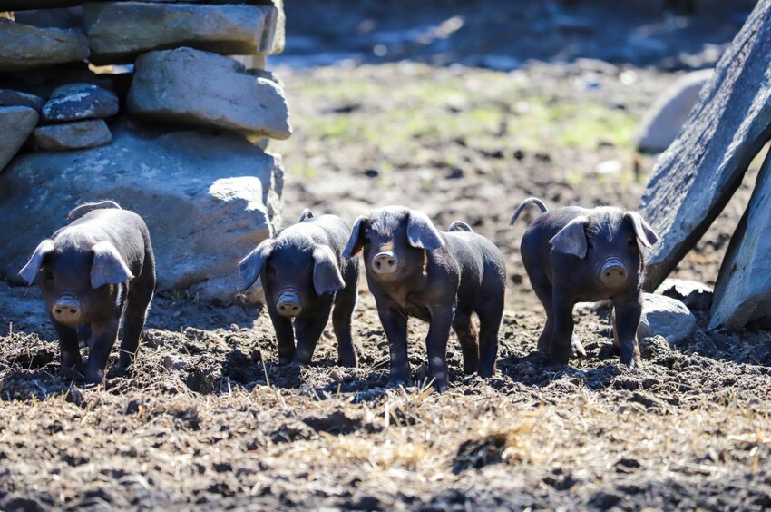 You can always count on seeing some adorable baby animals at Coggeshall, like these little piglets.